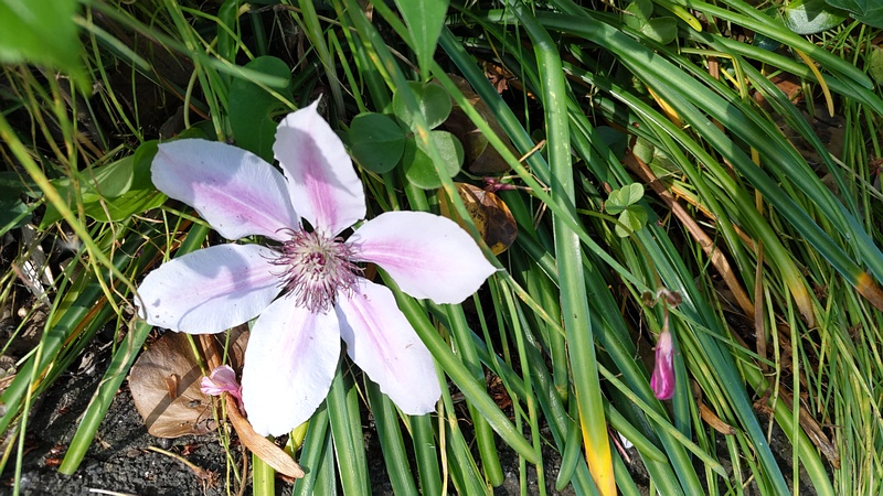 クレマチスの花 横浜市旭区今宿南町