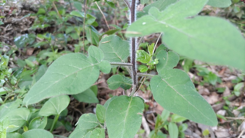ヒヨドリジョウゴ 横浜市旭区今宿南町