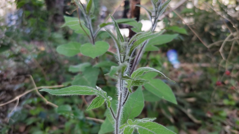 ヒヨドリジョウゴ 横浜市旭区今宿南町