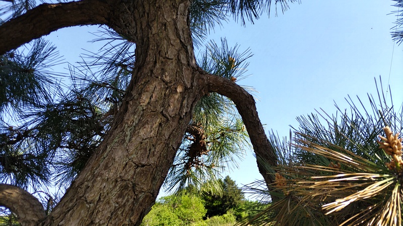 アカマツ 横浜市旭区今宿南町