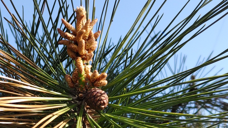 アカマツの花 横浜市旭区今宿南町