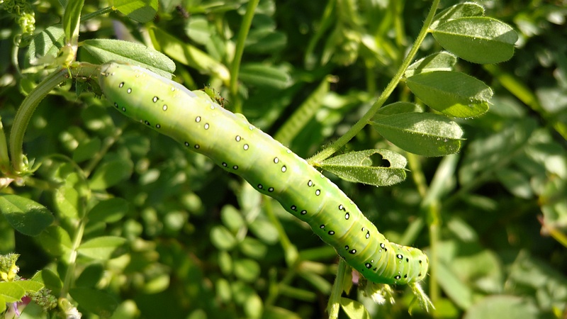 カラスノエンドウのアヤモクメキリガの幼虫 横浜市旭区今宿南町