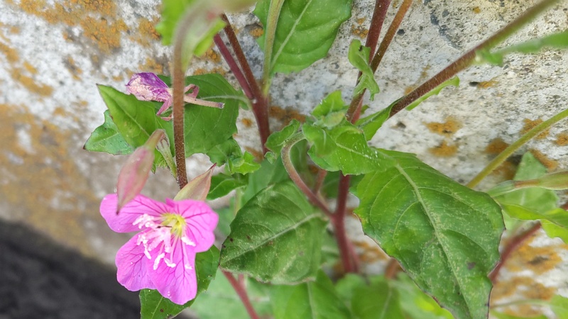 ユウゲショウの花 横浜市旭区今宿南町