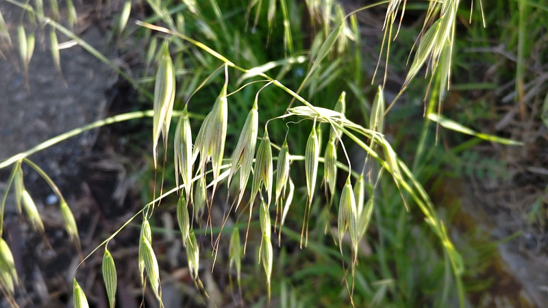 カラスムギ 横浜市旭区今宿南町