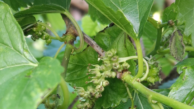 クワの雄花 横浜市旭区今宿南町