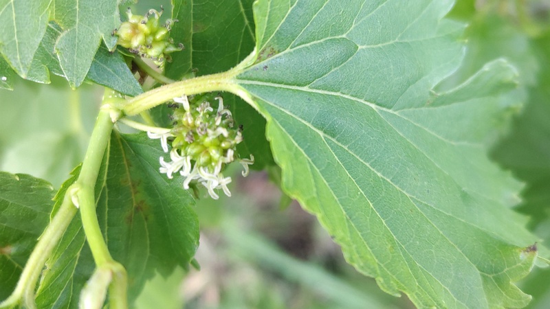 クワの雌花 横浜市旭区今宿南町