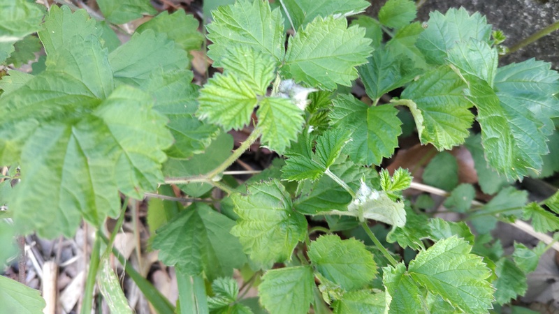ナワシロイチゴ 横浜市旭区今宿南町