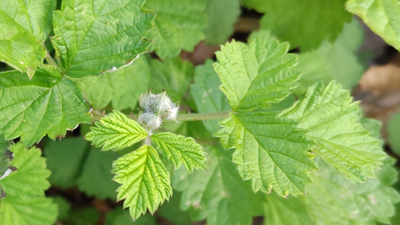 ナワシロイチゴ 横浜市旭区今宿南町