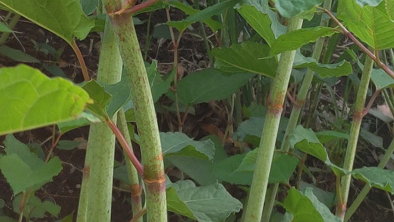イタドリ 横浜市旭区今宿南町