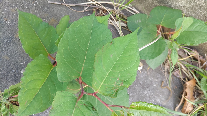 イタドリ 横浜市旭区今宿南町