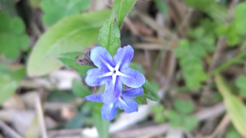 ホタルカズラの花 横浜市旭区今宿町