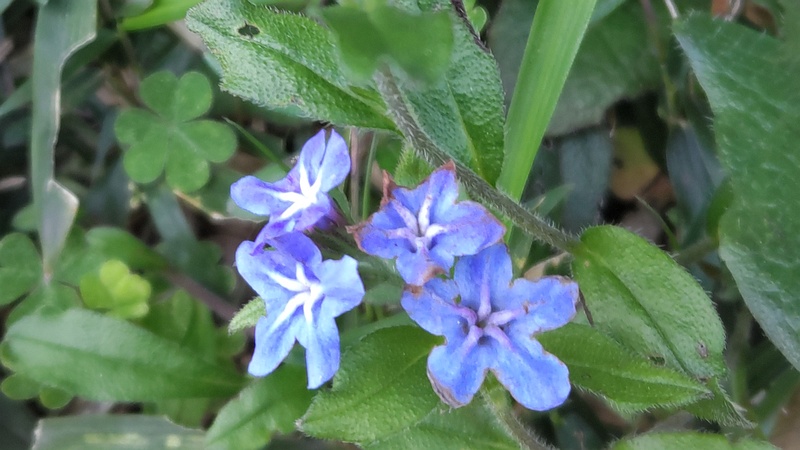 ホタルカズラの花 横浜市旭区今宿町
