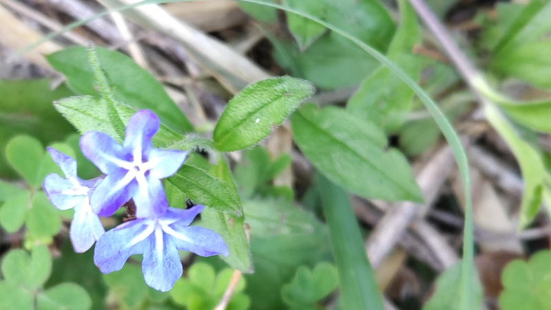 ホタルカズラの花 横浜市旭区今宿町