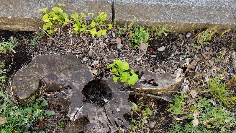 イチョウの切株 横浜市旭区今宿町