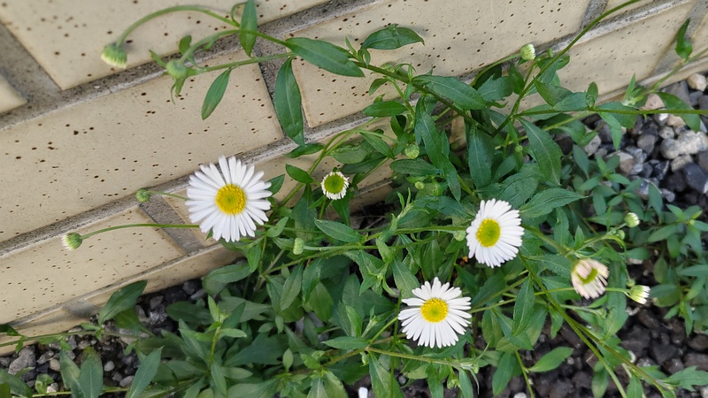 ペラペラヨメナの花 横浜市旭区中希望が丘
