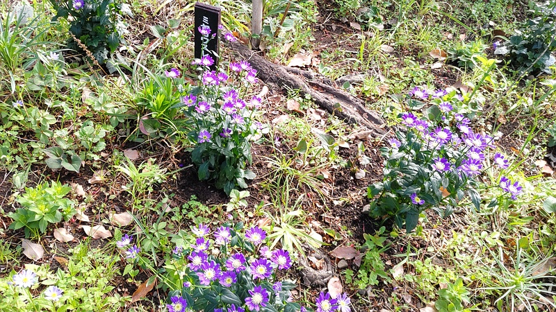 ミヤコワスレの花 東京都大田区平和島公園