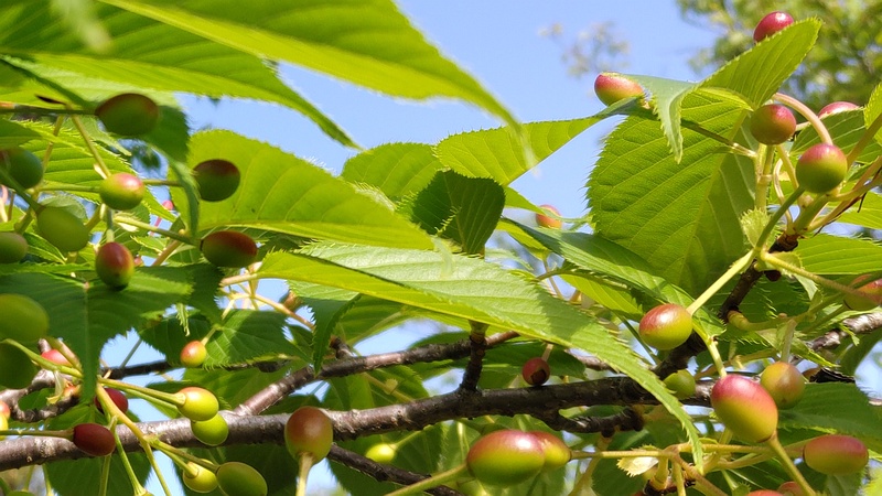 オオシマザクラの果実 東京都大田区平和島公園