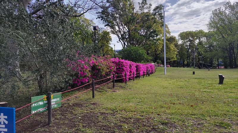 キャンプ場のオリーブの木とアザレアの花 東京都大田区平和島公園