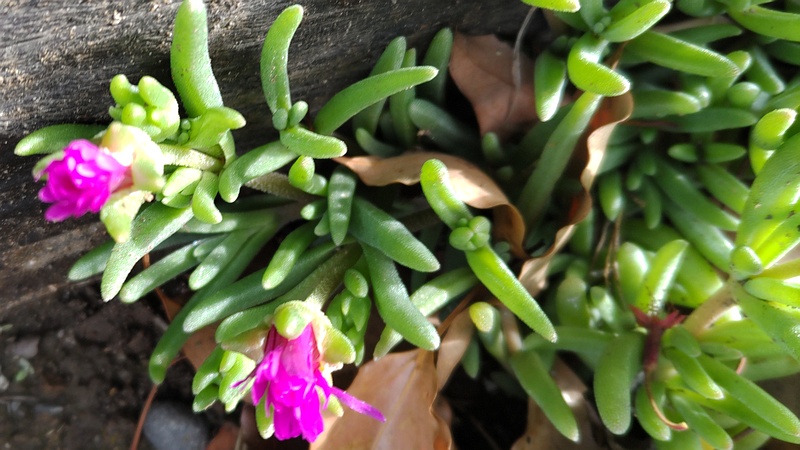 マツバギクの花 東京都大田区平和島公園
