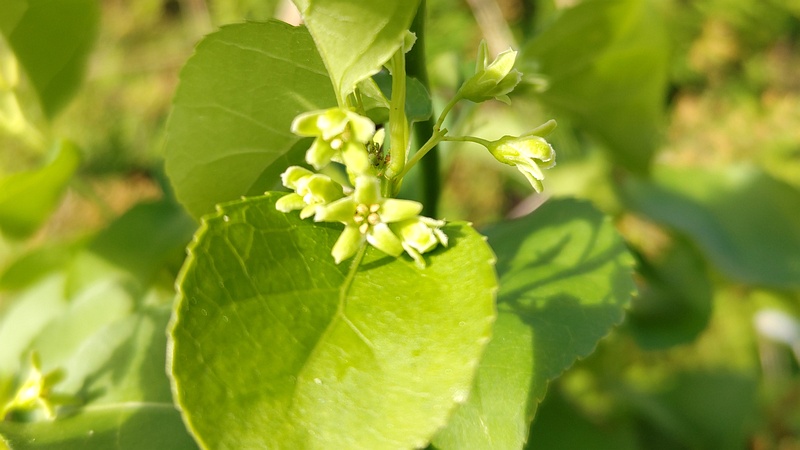 ツルウメモドキの花 東京都大田区大和大橋