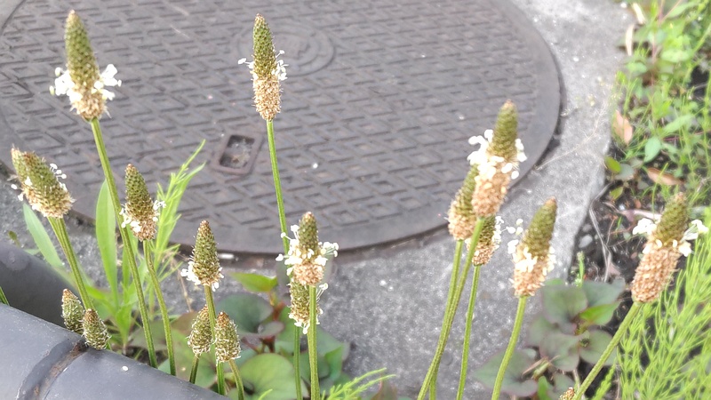 ヘラオオバコの花 東京都大田区大和大橋