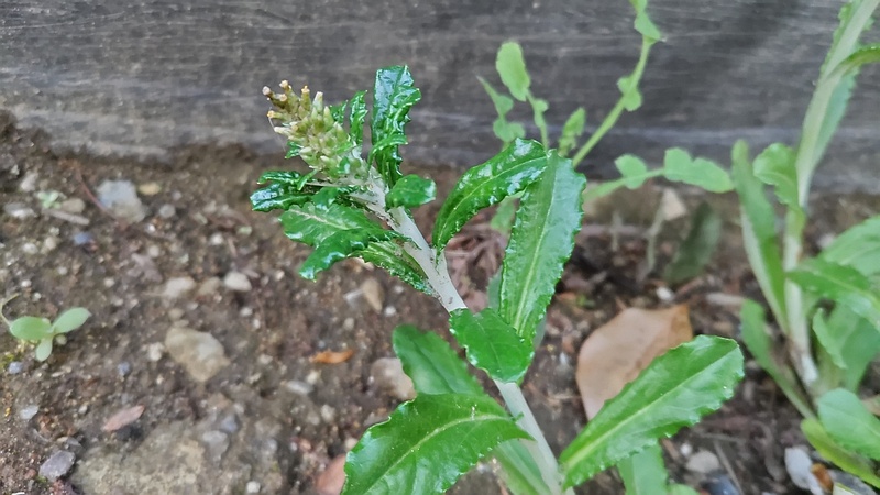 ウスベニチチコグサ 東京都大田区平和島公園