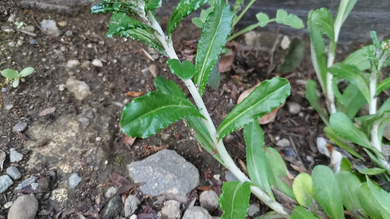 ウスベニチチコグサ 東京都大田区平和島公園