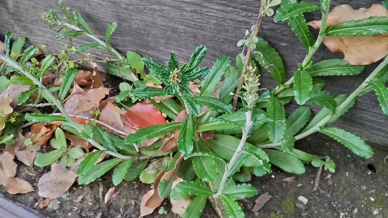 ウスベニチチコグサ 東京都大田区平和島公園