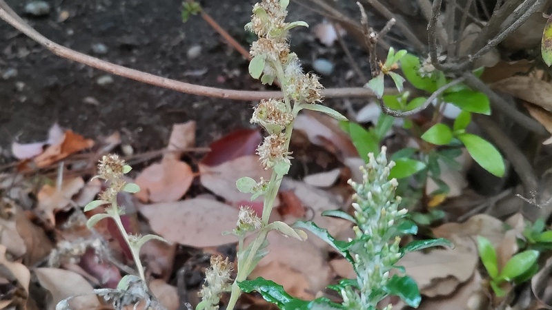 ウスベニチチコグサ 東京都大田区平和島公園