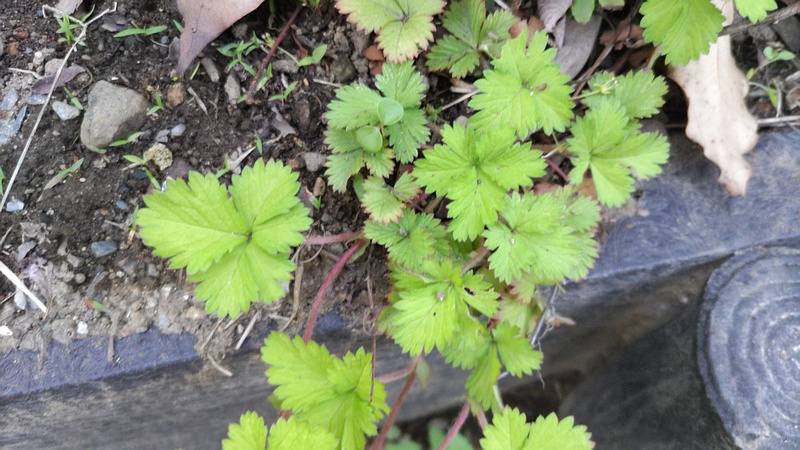 ヘビイチゴ 東京都大田区平和島公園