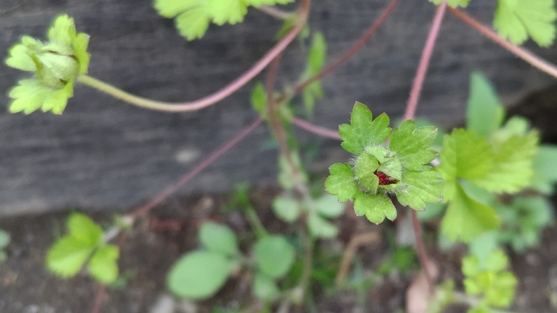 ヘビイチゴ 東京都大田区平和島公園