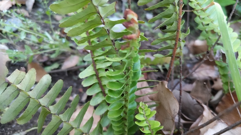 タマシダ 東京都大田区平和島公園