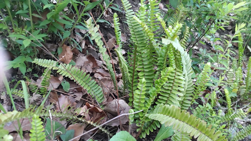 タマシダ 東京都大田区平和島公園