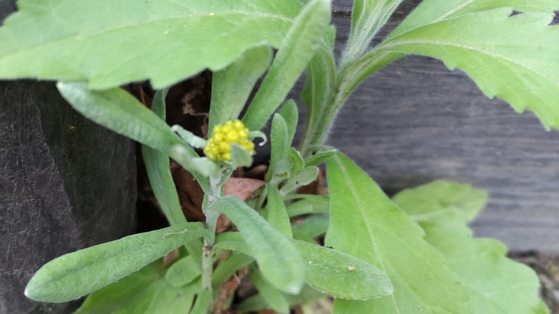 ハハコグサの花 東京都大田区平和島公園