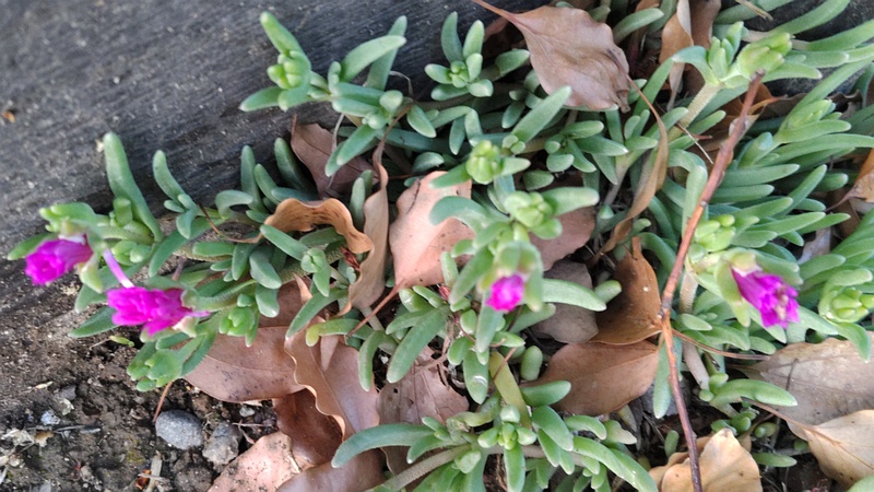 マツバギクの花 東京都大田区平和島公園