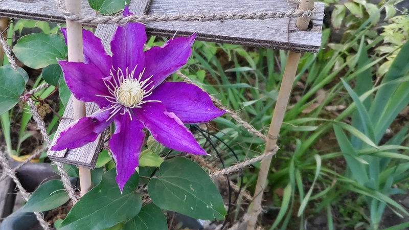 クレマチスの花 東京都大田区平和島公園