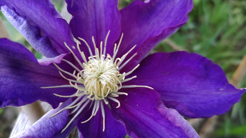 クレマチスの花 東京都大田区平和島公園