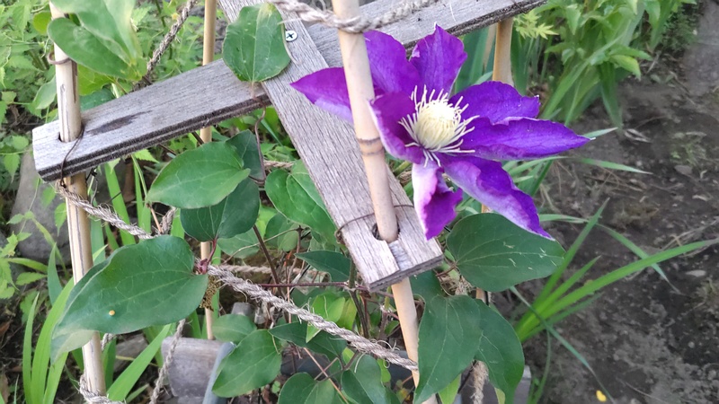クレマチスの花 東京都大田区平和島公園
