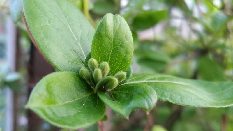 スイカズラの蕾 東京都大田区平和島公園