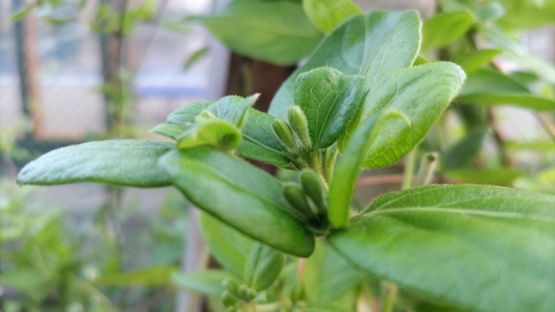 スイカズラの蕾 東京都大田区平和島公園