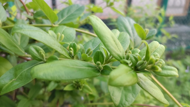 スイカズラの蕾 東京都大田区平和島公園