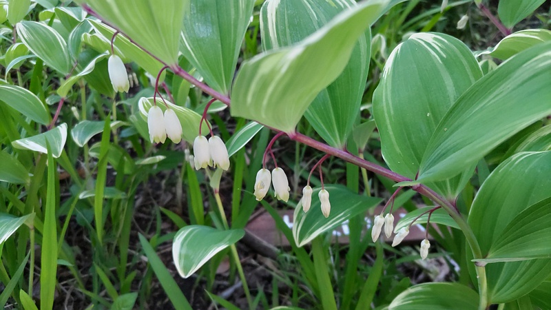 アマドコロの花 東京都大田区平和島公園