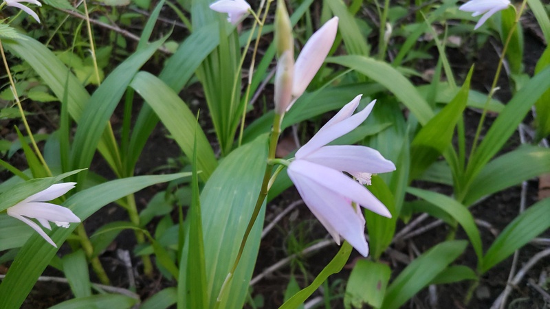 シランの花 東京都大田区平和島公園