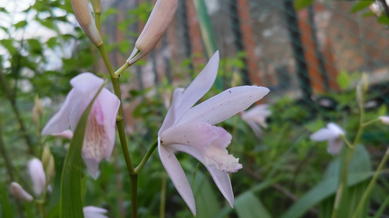 シランの花 東京都大田区平和島公園