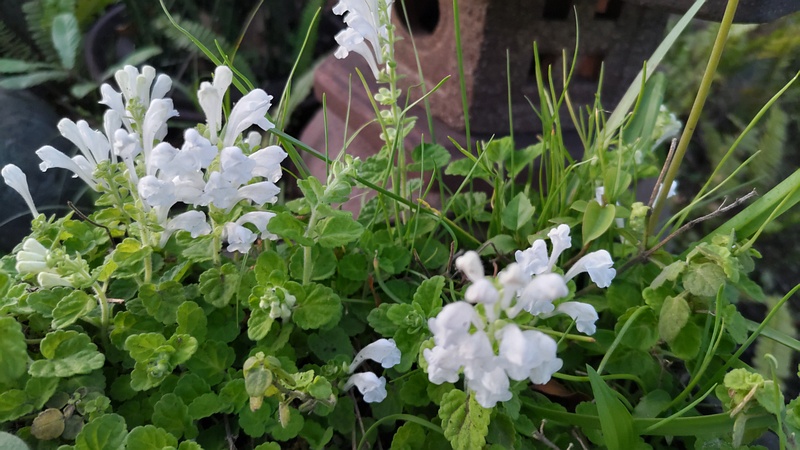 シロバナタツナミソウの花 東京都大田区平和島公園