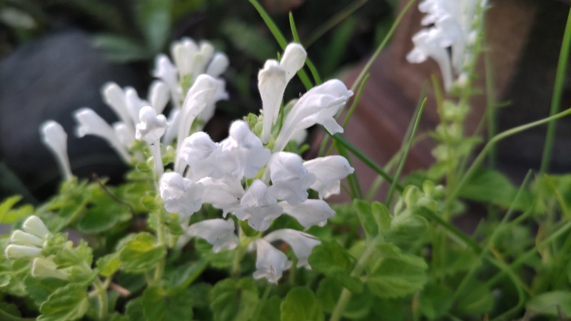 シロバナタツナミソウの花 東京都大田区平和島公園