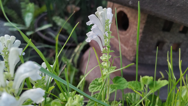 シロバナタツナミソウの花 東京都大田区平和島公園