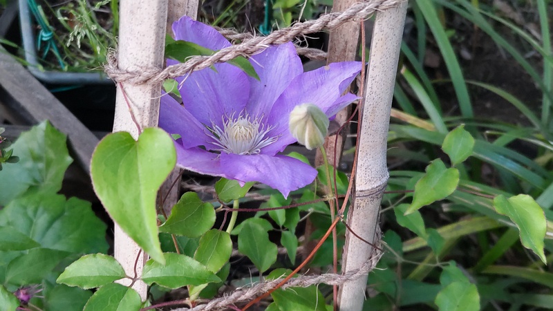 クレマチスの花 東京都大田区平和島公園