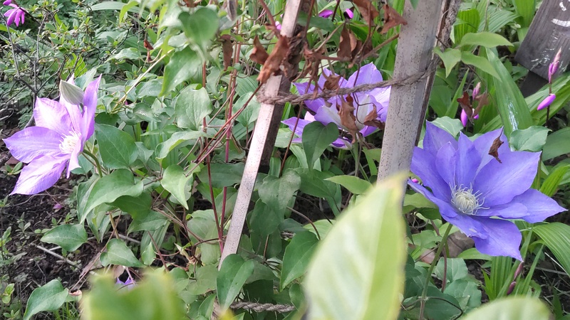 クレマチスの花 東京都大田区平和島公園