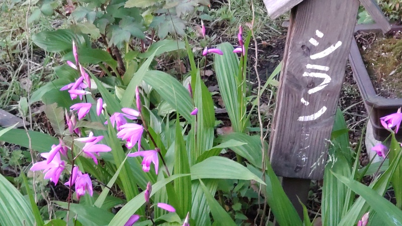 シランの花 東京都大田区平和島公園